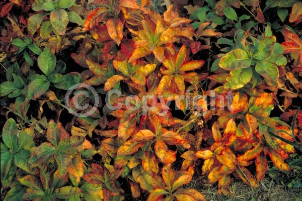 White blooms; Deciduous; Broadleaf