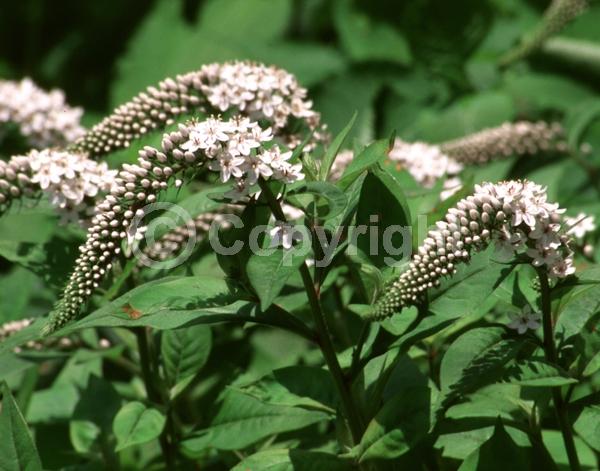 White blooms; Deciduous; Broadleaf