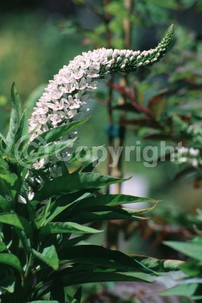 White blooms; Deciduous; Broadleaf