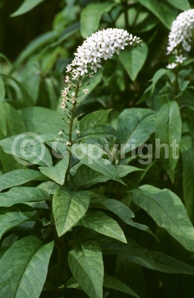 White blooms; Deciduous; Broadleaf