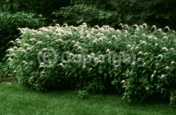 White blooms; Deciduous; Broadleaf
