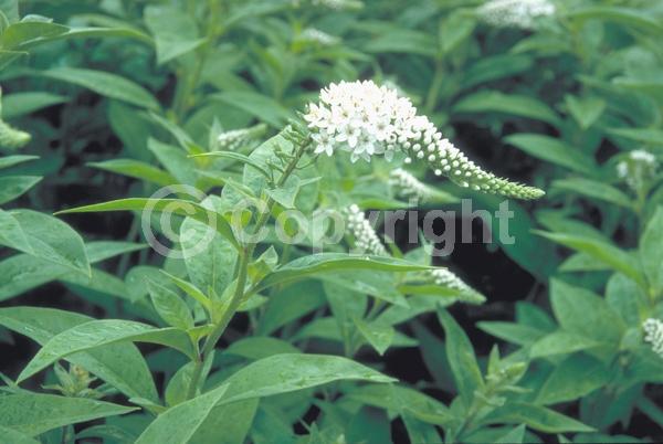 White blooms; Deciduous; Broadleaf