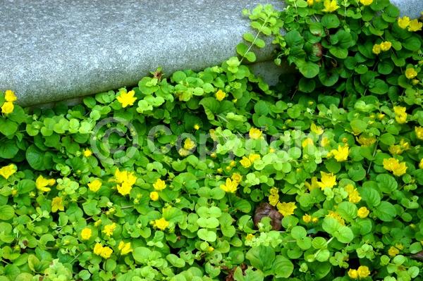Yellow blooms; Evergreen; Semi-evergreen