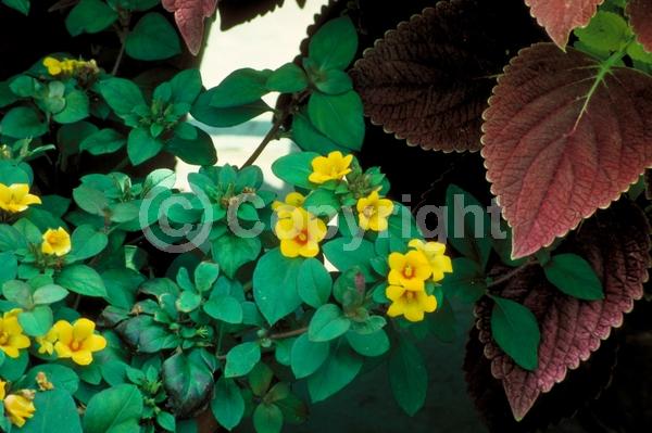 Yellow blooms; Deciduous; Broadleaf