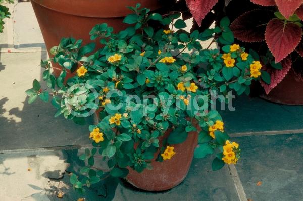 Yellow blooms; Deciduous; Broadleaf