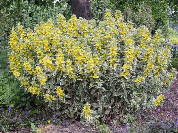 Yellow blooms; Deciduous