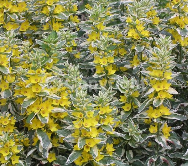 Yellow blooms; Deciduous