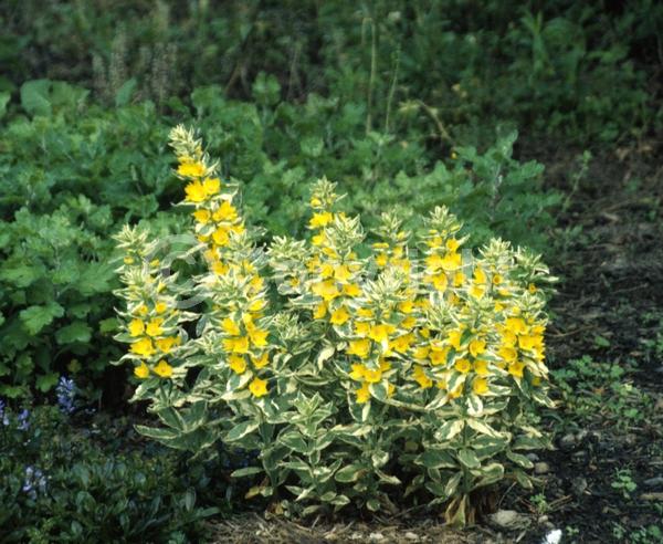 Yellow blooms; Deciduous