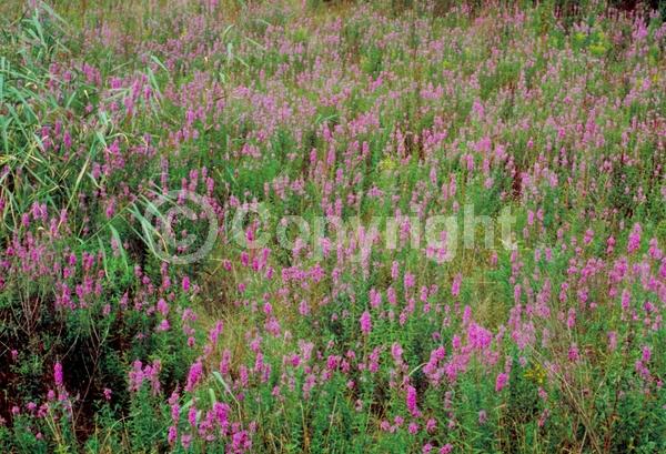 Pink blooms; Deciduous; Broadleaf