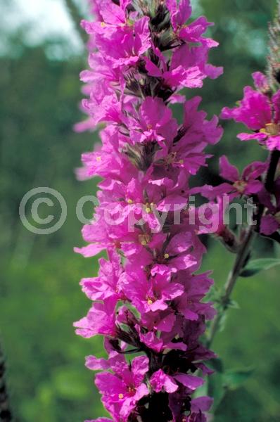 Pink blooms; Deciduous; Broadleaf