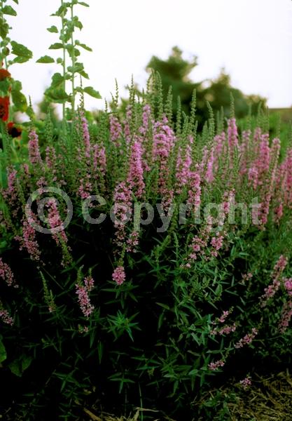 Pink blooms; Deciduous