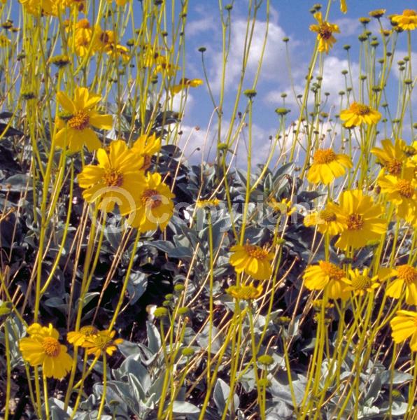 Yellow blooms; Evergreen; Needles or needle-like leaf