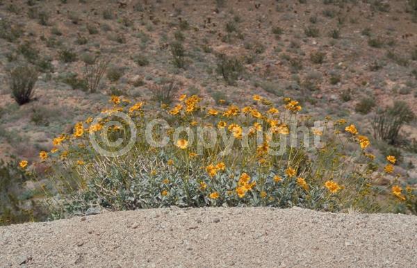 Yellow blooms; Evergreen; Needles or needle-like leaf