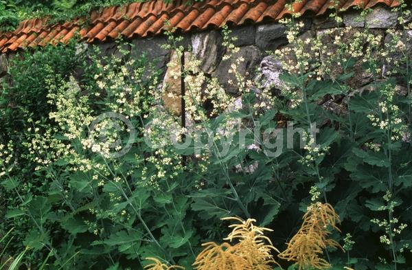 White blooms; Deciduous; Broadleaf