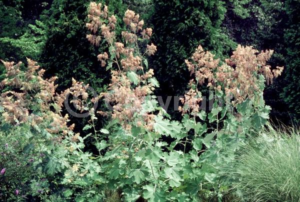 White blooms; Deciduous; Broadleaf
