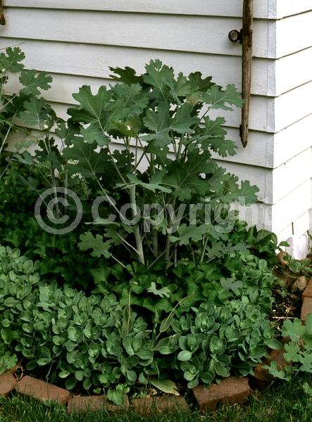 White blooms; Deciduous; Broadleaf