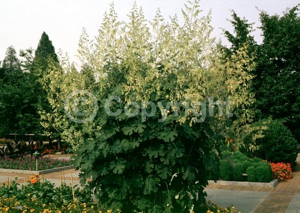 White blooms; Deciduous; Broadleaf