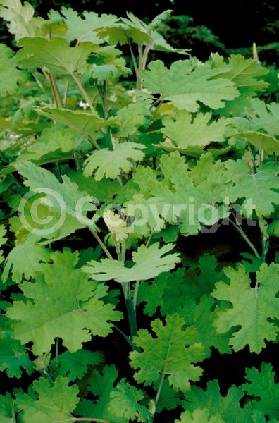 White blooms; Deciduous; Broadleaf