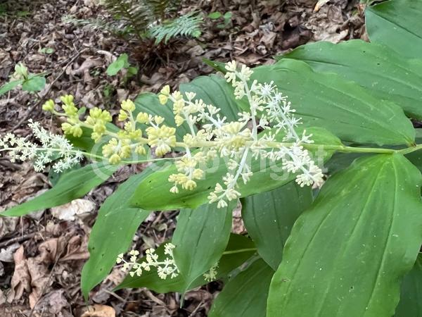 White blooms; Deciduous; North American Native