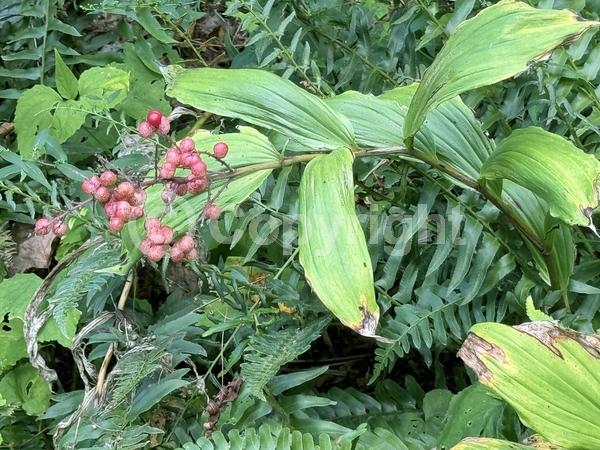 White blooms; Deciduous; North American Native