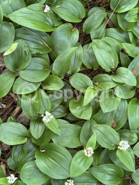White blooms; North American Native