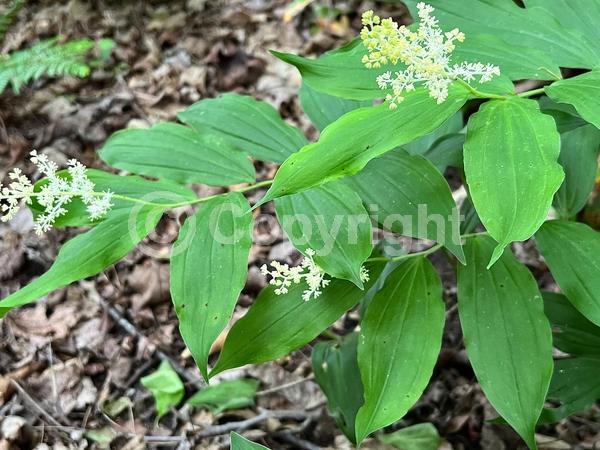 White blooms; Deciduous; North American Native