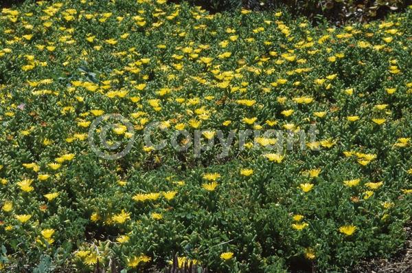 Red blooms; Orange blooms; Yellow blooms; Evergreen; Broadleaf