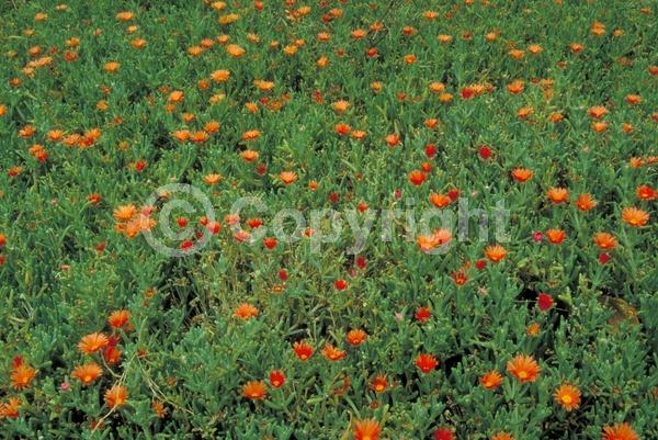 Red blooms; Evergreen