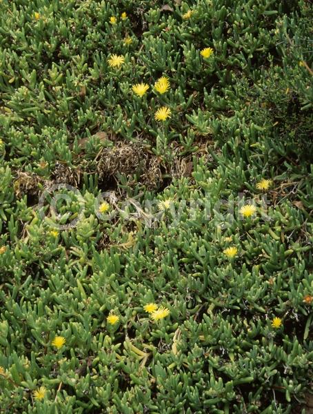 Yellow blooms; Evergreen; Broadleaf