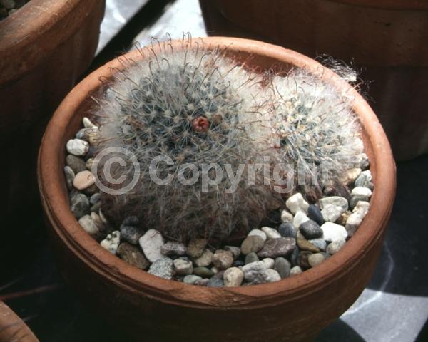 Yellow blooms; Evergreen; North American Native