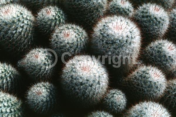 Red blooms; Evergreen; North American Native