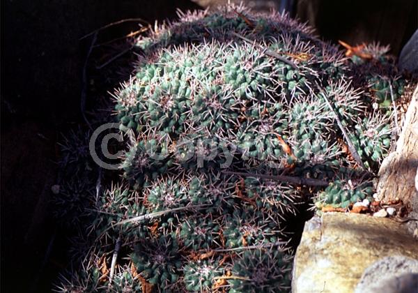 Pink blooms; Evergreen; North American Native