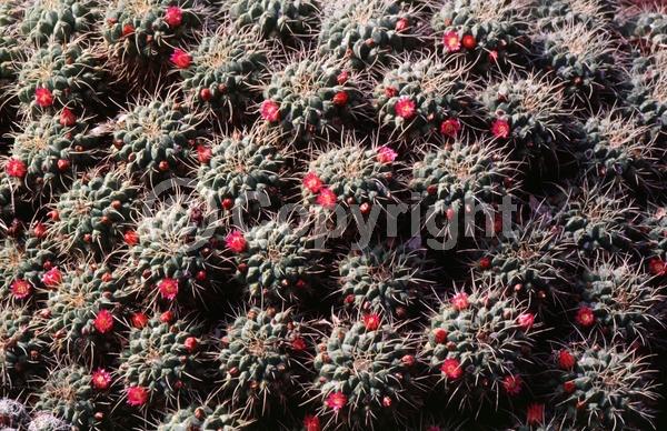 Pink blooms; Evergreen; North American Native