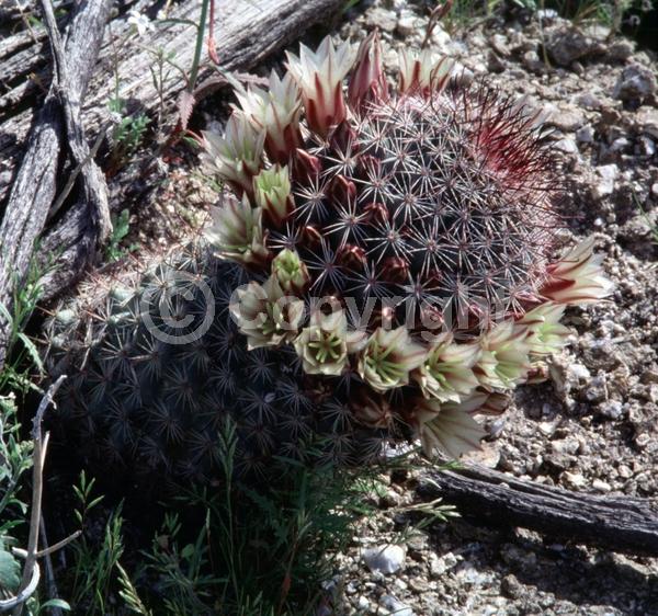White blooms; Pink blooms; Evergreen; North American Native