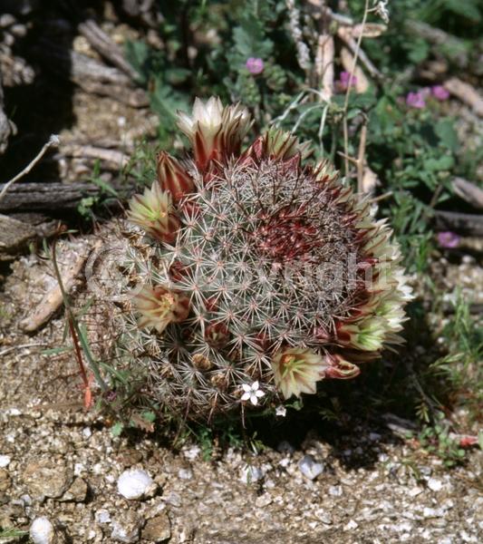 White blooms; Pink blooms; Evergreen; North American Native