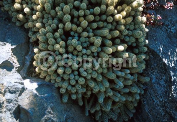 Yellow blooms; White blooms; Evergreen; North American Native