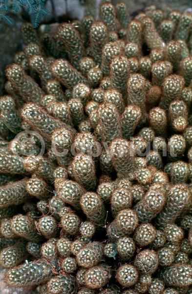 Yellow blooms; White blooms; Evergreen; North American Native