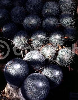 White blooms; Pink blooms; Evergreen; North American Native