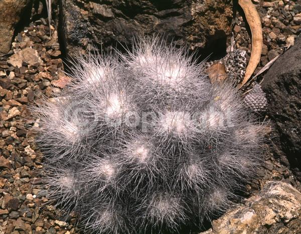 White blooms; Pink blooms; Evergreen; North American Native