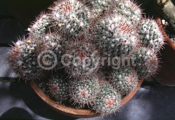 White blooms; Pink blooms; Evergreen; North American Native