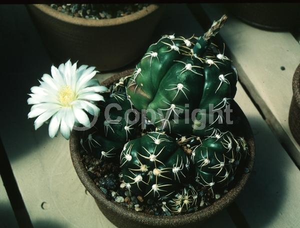 Purple blooms; Evergreen; North American Native