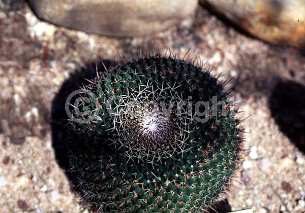 Purple blooms; Evergreen; North American Native