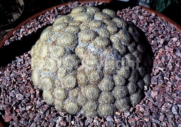 White blooms; Pink blooms; Evergreen; North American Native
