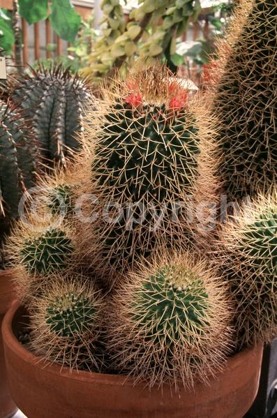 Pink blooms; Evergreen; North American Native