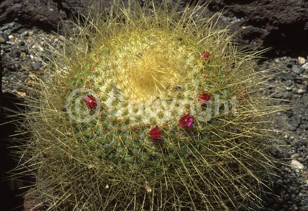 Pink blooms; Evergreen; North American Native