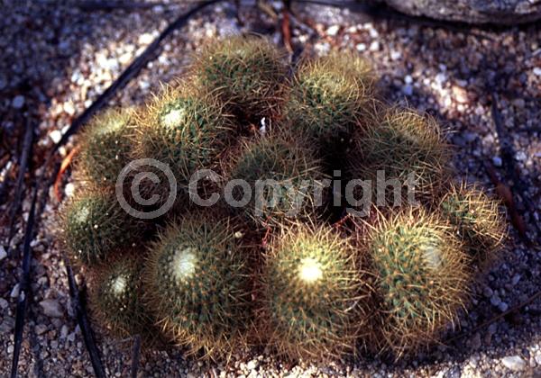 Pink blooms; Evergreen; North American Native