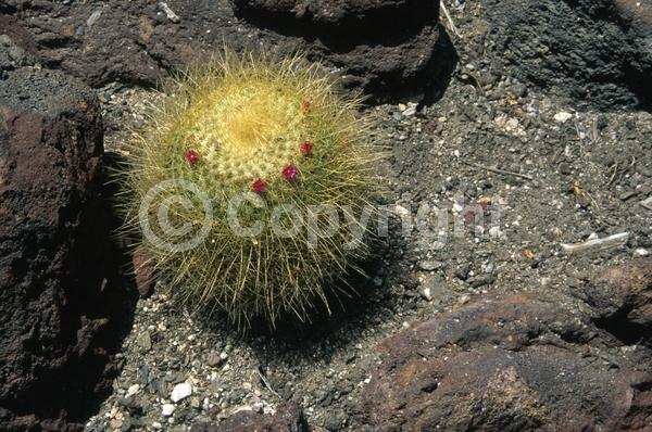 Pink blooms; Evergreen; North American Native