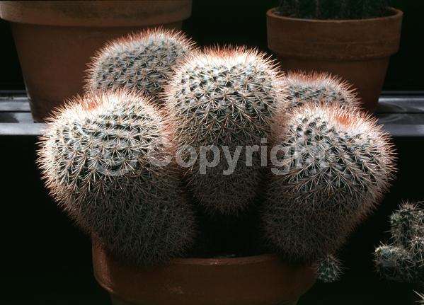 White blooms; Pink blooms; Evergreen; North American Native