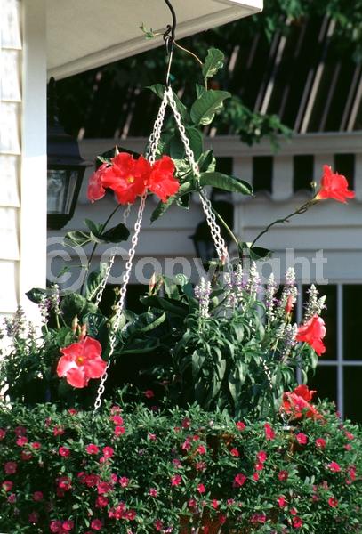 Pink blooms; Evergreen; Needles or needle-like leaf