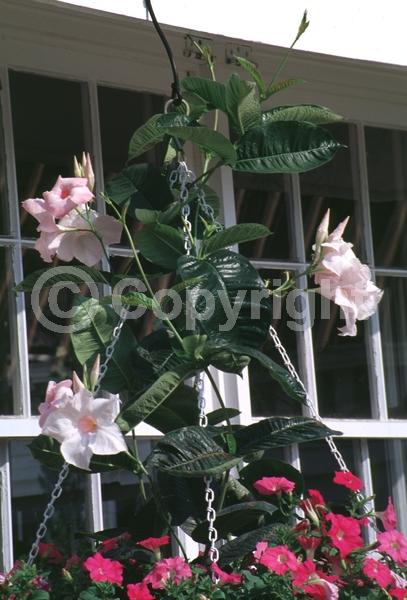 Pink blooms; Evergreen; Needles or needle-like leaf